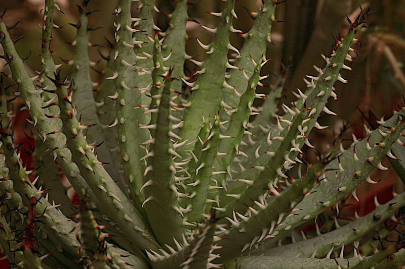 Aloe erinacea